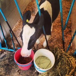 Hinchley's Dairy Farm Tours - Baby calf