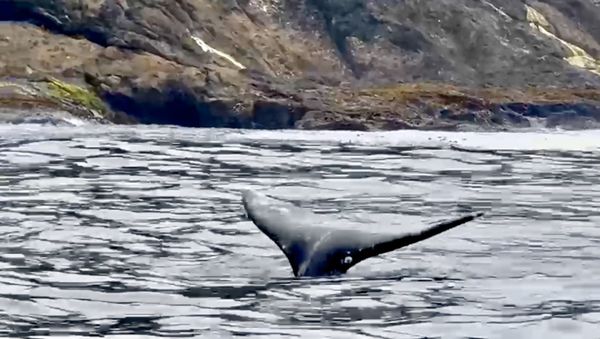 Whale's Tail Charters by null