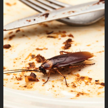 Discreet Pest and Wildlife Services - Pest Control Near Me - Burlington, Massachusetts Discreet Pest and Wildlife Services - Pest Control Near Me - Burlington, Massachusetts