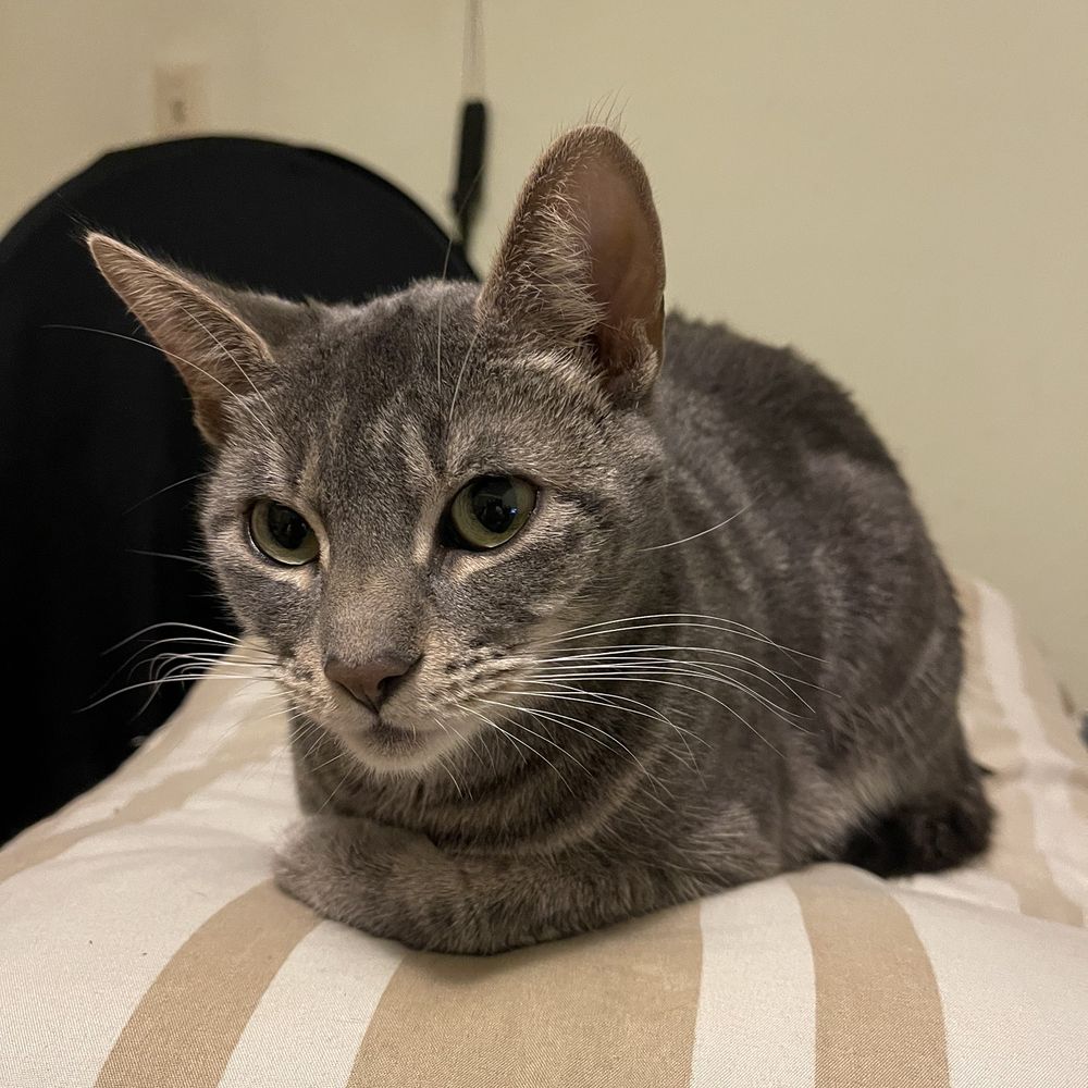 TOP 10 BEST Free Kittens in Fairfield, CA - Updated 2026 - Yelp