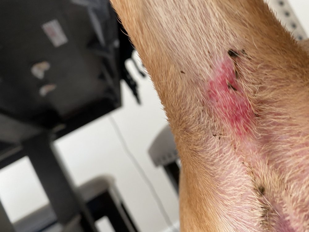 HORTONS KENNEL Updated August 2024 940 Schoeneck Rd, Ephrata