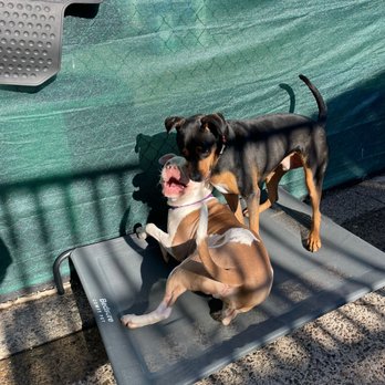 Deogee Dog Care - Dog Walkers Near Me Deogee Dog Care - Dog Walkers Near Me