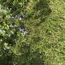 Thierbach Orchards & Berry Farm - Blueberries