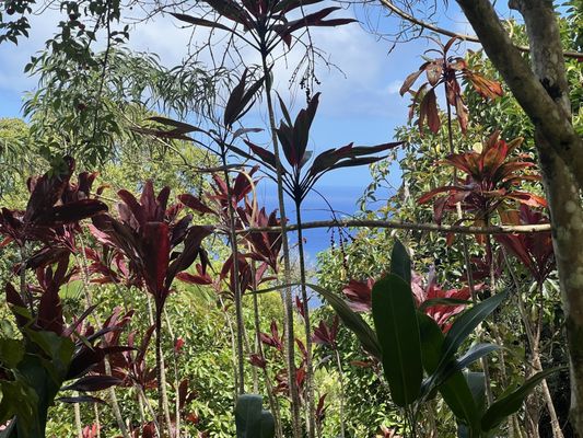 Garden of Eden Arboretum by null