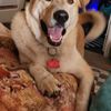 The Happy Dog Inn gift card