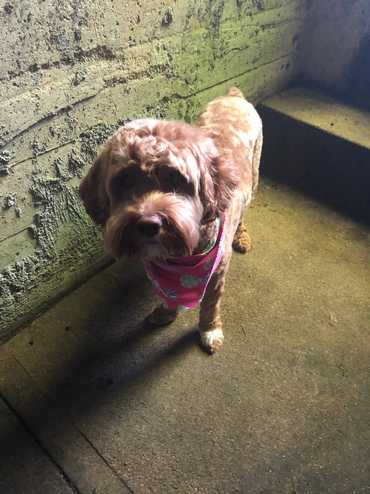 PETEY’S PET STOP Updated August 2024 23 Reviews 311 Howell Ave