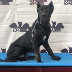 Leadjy Denis - Basic obedience on a mark command