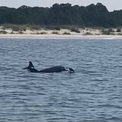 Gray Gulf Charters Inshore Charter Guide Fishing - The dolphins of Dauphin Island