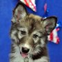 Photo of No Regrets Pet Spa
