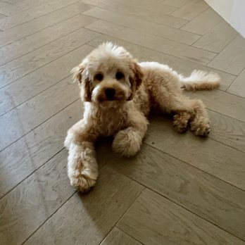 Le Pet Spa - Winston - Pet Groomers Near Me - New York, New York Le Pet Spa - Winston - Pet Groomers Near Me - New York, New York