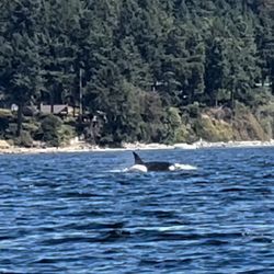 Spirit Of Orca Whale and Wildlife Tours - We started to see the Orcas and many more appeared