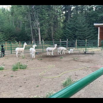 Twilight Meadows - Alpacas - Ranches Near Me Twilight Meadows - Alpacas - Ranches Near Me