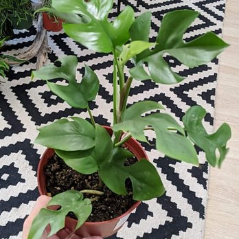 The Green Place - Mini monstera - Nurseries & Gardening Near Me - Fullerton, California The Green Place - Mini monstera - Nurseries & Gardening Near Me - Fullerton, California