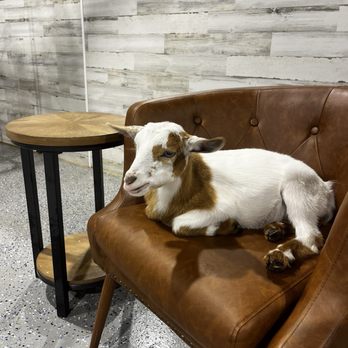 Capybara Cafe - Goat - Themed Cafes Near Me - St. Petersburg, Florida Capybara Cafe - Goat - Themed Cafes Near Me - St. Petersburg, Florida