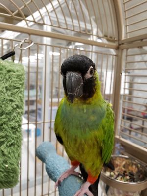 The Cat's Meow by null