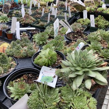 Thomas Gardens - Houseplant section - Nurseries & Gardening Near Me - New Church, Virginia Thomas Gardens - Houseplant section - Nurseries & Gardening Near Me - New Church, Virginia