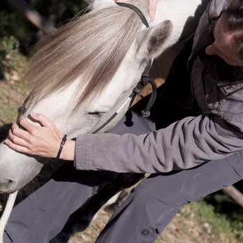 Lancaster Veterinary Services - Veterinarians Near Me Lancaster Veterinary Services - Veterinarians Near Me