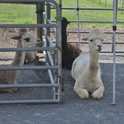 Bluebird Farm Alpacas