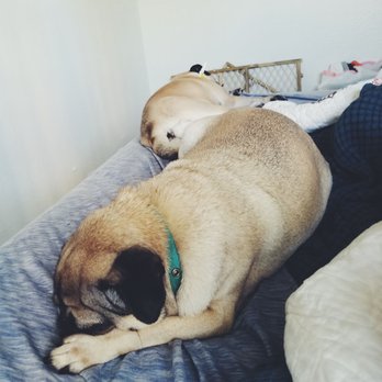 Poshy Paws - My fresh and clean babies taking a nap after their grooming appointment. - Pet Groomers Near Me Poshy Paws - My fresh and clean babies taking a nap after their grooming appointment. - Pet Groomers Near Me