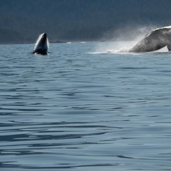 A Whale's Song Expeditions