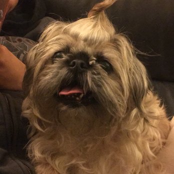 Pets & Grooming - PorkChop before haircut - Pet Groomers Near Me - Bell Gardens, California