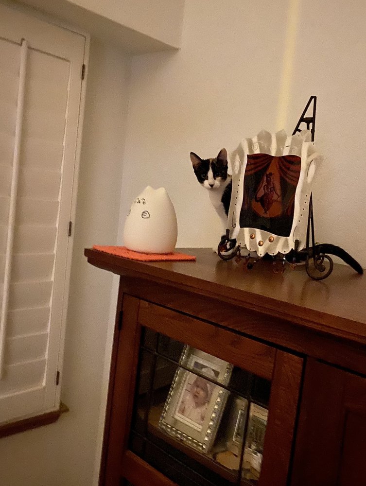 ARIZONA ANIMAL WELFARE LEAGUE - 605 Photos & 113 Reviews - 25 N 40th St