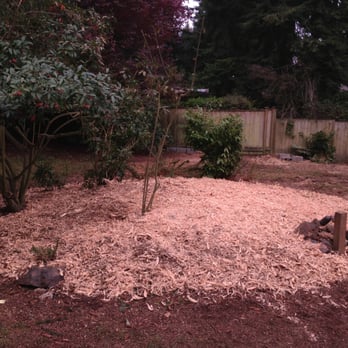 Pacific Rim Tree Service - Tree stump after grinding - Tree Services Near Me - Renton, Washington Pacific Rim Tree Service - Tree stump after grinding - Tree Services Near Me - Renton, Washington