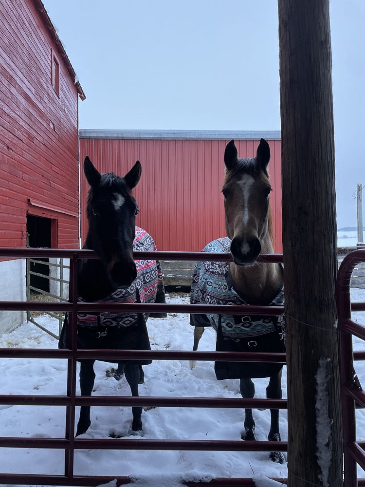 Diamond M Ranch - equestrian in Scales Mound, IL