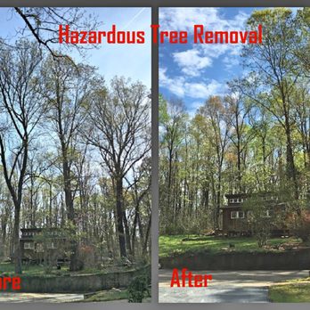 Native Roots NC - before and after - Tree Services Near Me - Asheville, North Carolina Native Roots NC - before and after - Tree Services Near Me - Asheville, North Carolina
