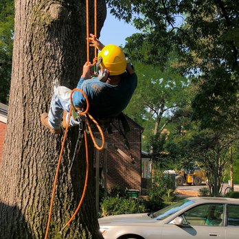 Bruno Tree Service - Tree Services Near Me - Monroe, North Carolina Bruno Tree Service - Tree Services Near Me - Monroe, North Carolina