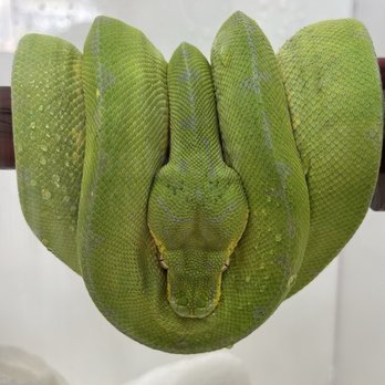 Nor Cal Reptile Expo - This green tree python can be yours for $1750 (before tax). - Reptile Shops Near Me - Pleasanton, California Nor Cal Reptile Expo - This green tree python can be yours for $1750 (before tax). - Reptile Shops Near Me - Pleasanton, California