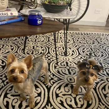 Goo Goo Dogs - Pet Groomers Near Me - Provo, Utah