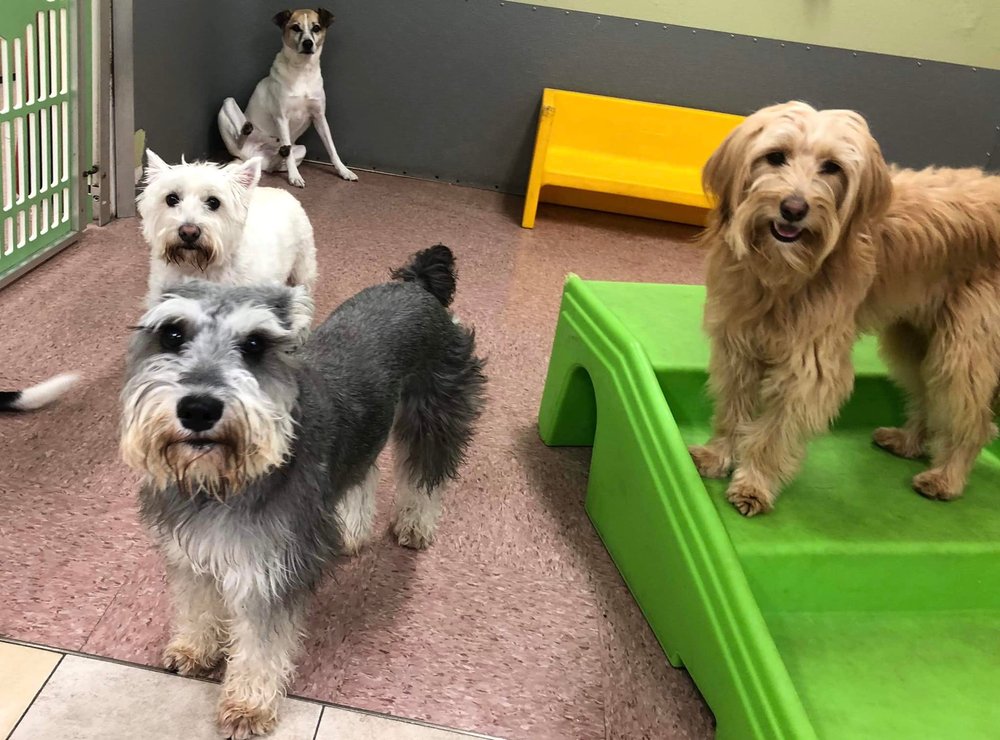 JAGGER’S DOGGIE DAYCARE, DOG GROOMING, TRAINING & BOARDING Updated