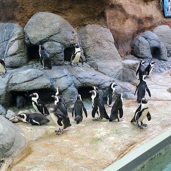 Adventure Aquarium - Penguin pen - Aquariums Near Me - Camden, New Jersey Adventure Aquarium - Penguin pen - Aquariums Near Me - Camden, New Jersey