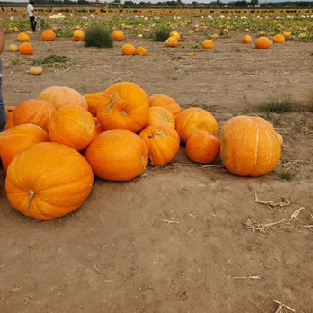 La Union Maze - Pumpkin Patches Near Me - La Union, New Mexico La Union Maze - Pumpkin Patches Near Me - La Union, New Mexico