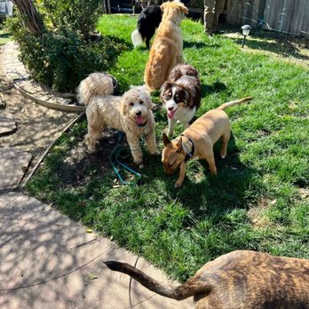 Coffey House Dog Training - Another pic of Rocco during his board and train with Kelli at her home. - Pet Training Near Me Coffey House Dog Training - Another pic of Rocco during his board and train with Kelli at her home. - Pet Training Near Me
