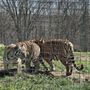 Photo of National Tiger Sanctuary