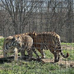 National Tiger Sanctuary - Enjoying the sun and play time.