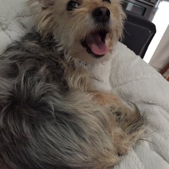 Citizen Canine Pet Care - Dex loves Citizen Canine! - Dog Walkers Near Me Citizen Canine Pet Care - Dex loves Citizen Canine! - Dog Walkers Near Me