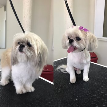 Fancy Paws Boutique & Pet Styling - Pet Groomers Near Me - Corpus Christi, Texas Fancy Paws Boutique & Pet Styling - Pet Groomers Near Me - Corpus Christi, Texas