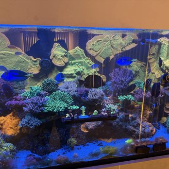 Ataquariums - 400 gallon Reef aquarium - Aquarium Services Near Me Ataquariums - 400 gallon Reef aquarium - Aquarium Services Near Me