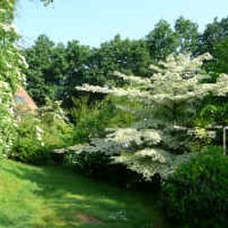 Giovannis Garden