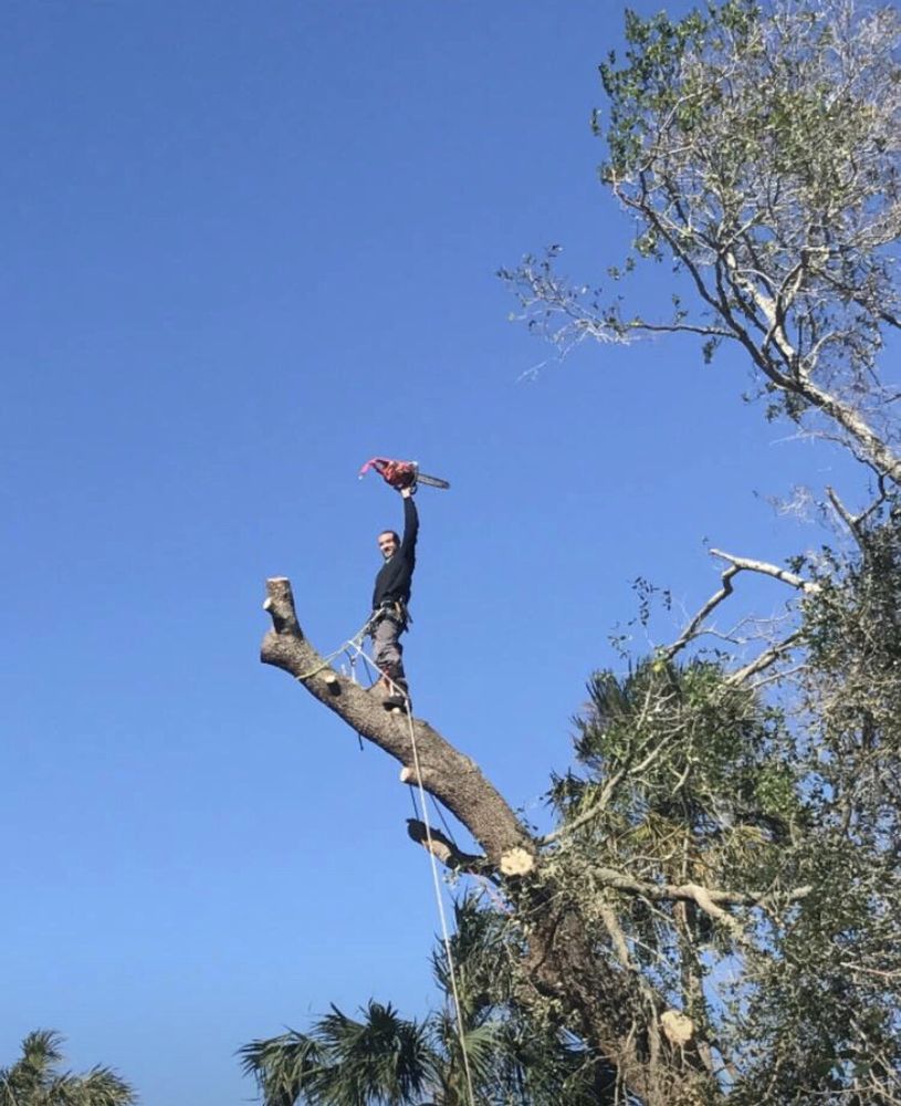 Beaver Tree Service - tree service in Ponte Vedra Florida, FL