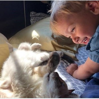 Second Hand Siamese 2 Rescue - This kitten is such a love! Great fit for my family! - Pet Adoption Near Me