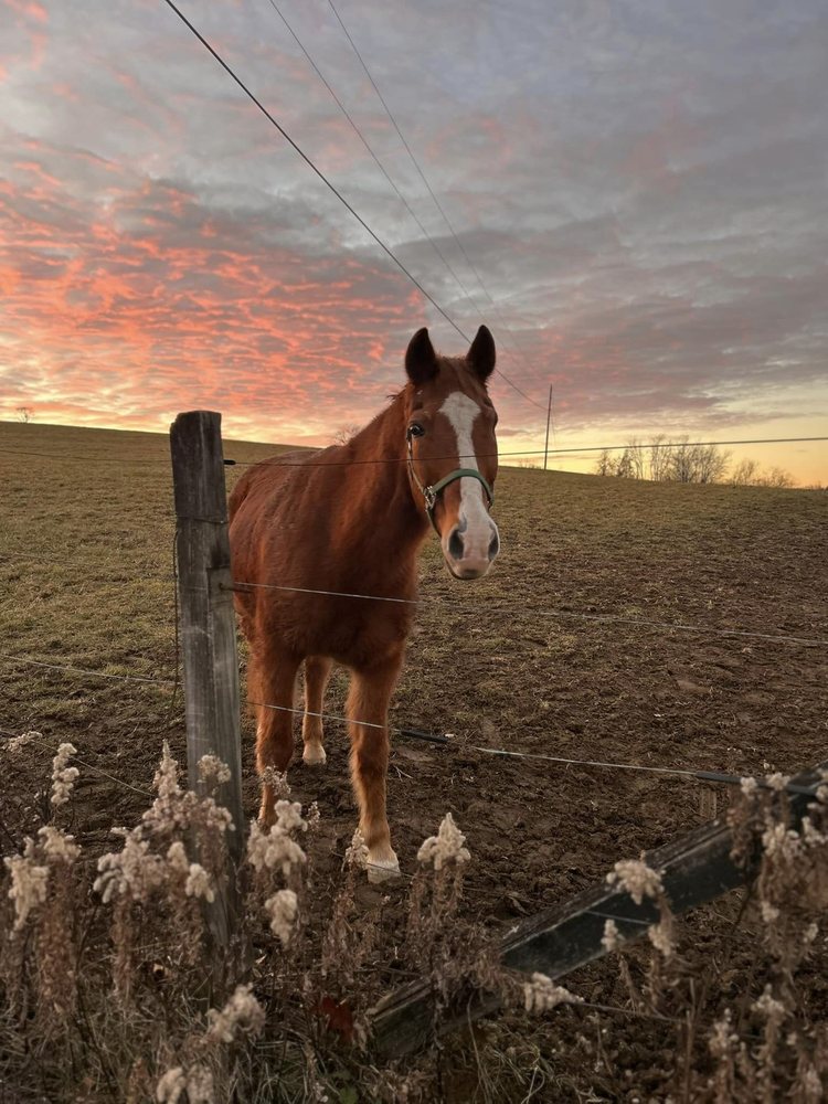 Hilltop Crossing Equestrian Center - equestrian in Finleyville, PA