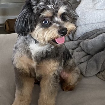 Fur Babes Spa - Pet Groomers Near Me - Long Beach, California Fur Babes Spa - Pet Groomers Near Me - Long Beach, California