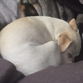 Forever Home Pet Rescue - Darla loving the comfy bed - Community Service/Non-Profit Near Me - Castaic, California Forever Home Pet Rescue - Darla loving the comfy bed - Community Service/Non-Profit Near Me - Castaic, California