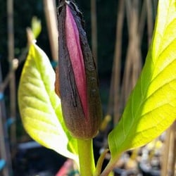 Bleuwood Nursery - Galaxy Magnolia at Bleuwood Nursery