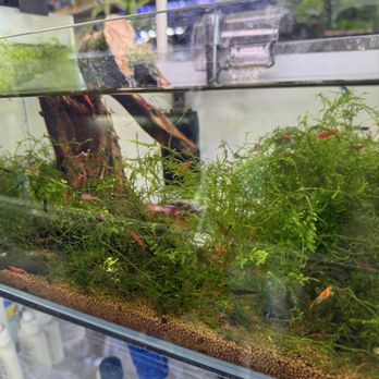 Lotus Aquarium - Aquarium Services Near Me - Lawndale, California Lotus Aquarium - Aquarium Services Near Me - Lawndale, California
