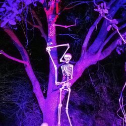 Boney Island @History Museum: